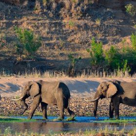 Dschungelcamp 2022 in Südafrika - Kruger Nationalpark