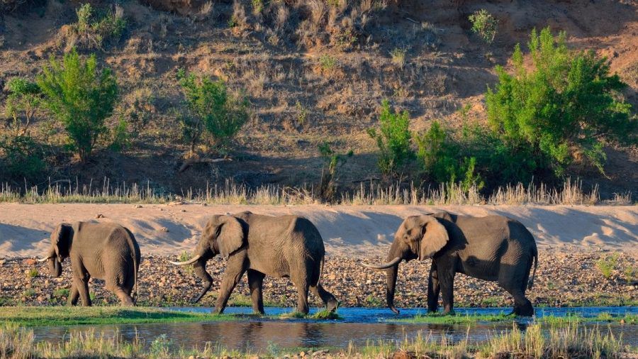 Dschungelcamp 2022 in Südafrika - Kruger Nationalpark
