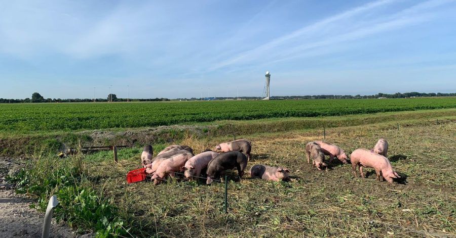 Schweine grasen am Flughafen Schiphol. Sie sollen hier Vögel von den Start- und Landebahnen fernhalten und dadurch helfen, Kollisionen mit Flugzeugen zu verhindern.