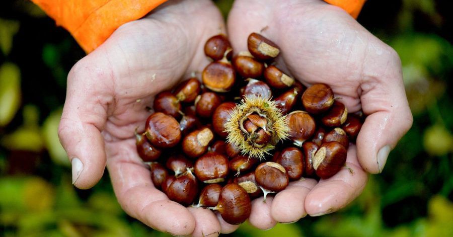 Die Esskastanie wird auch Edelkastanie genannt. Sie gehört zu den Buchengewächsen, ihre Früchte zählen botanisch zu den Nüssen, wie Haselnüsse oder Walnüsse.
