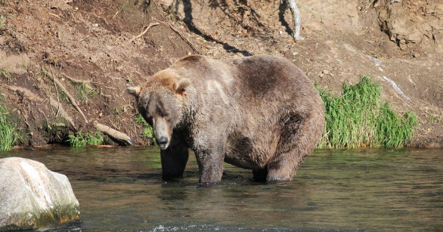 Otis, ein älterer Braunbär, ist Alaskas «Fat Bear» 2021.