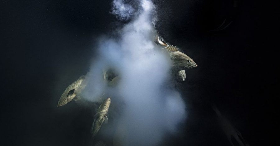 Bestes Wildtierfoto: Ein Trio getarnter Zackenbarsche wird beim Verlassen einer milchigen Wolke von Eiern und Spermien gezeigt.