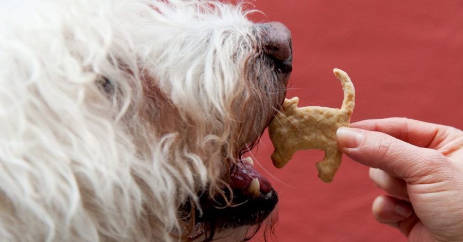 Hund frisst Keks-Katze: Aber vielleicht stünde dem wolligen Freund etwas Zuwendung als Belohnung besser.