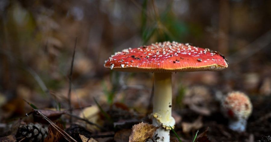 Hübsch, aber giftig: der Fliegenpilz (Amanita muscaria).