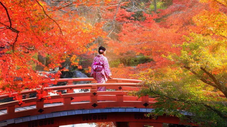 Wenn der Herbst das Land in Rottöne taucht, begehen die Japaner Momijigari. (kms/spot)