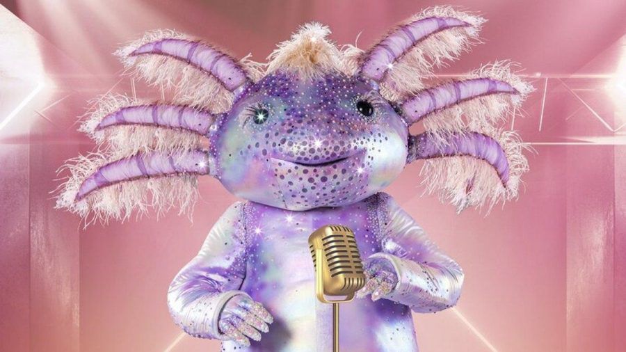 Das Axolotl wird neben der Chili oder dem Mops auf der "Masked Singer"-Bühne stehen. (jom/spot)