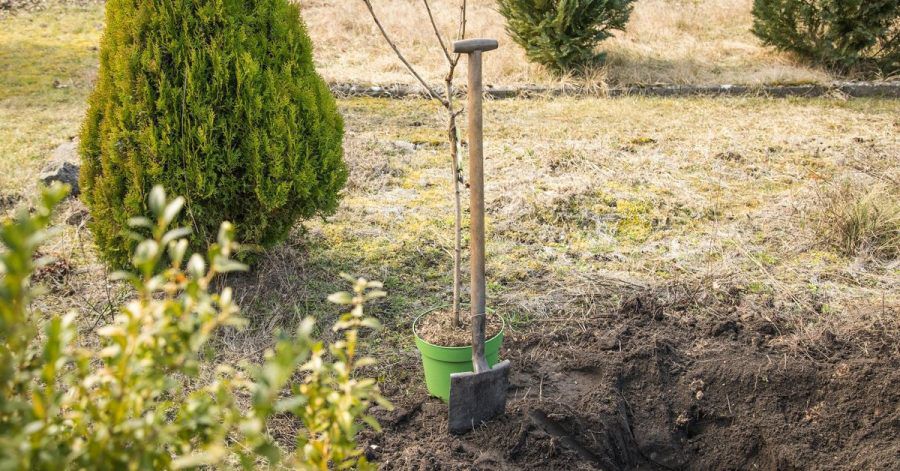 Bäume brauchen bestimmte Standortbedingungen, um gut zu wachsen. Aber auch Gärten können nur bestimmten Bäumen den Raum geben. Ob beides zusammenkommt, kann man auf Citree.de prüfen.