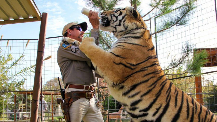 Auch in "Tiger King 2" geht es eher um Menschen als um Großkatzen... (mia/spot)