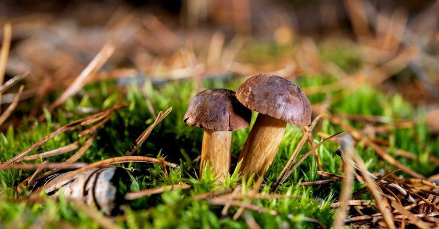 Gemäß der «Handstraußregelung» darf jeder Blumen, Früchte, Pilze und Kräuter aus der Natur entnehmen - allerding nur für den persönlichen Bedarf.
