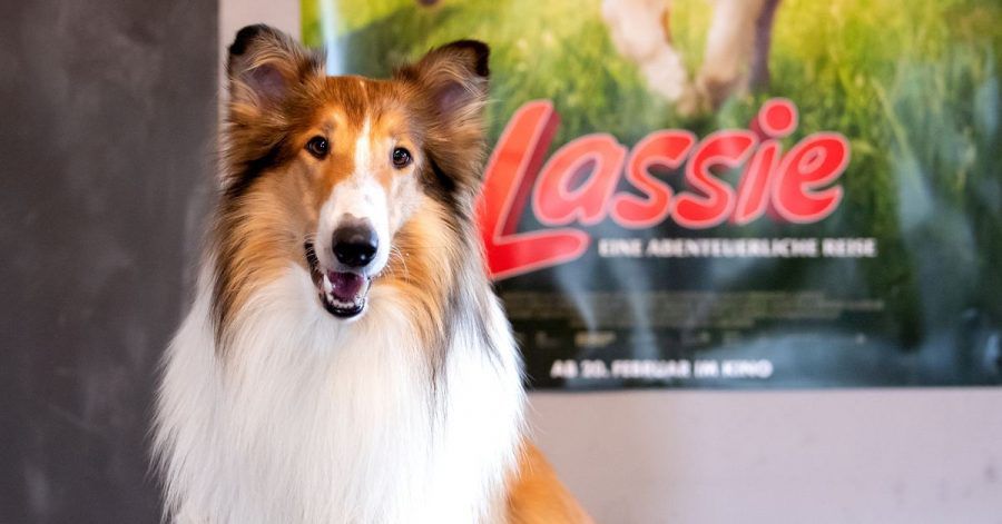 Der Filmhund Bandit spielt im Kinofilm «Lassie - eine abenteuerliche Reise» Lassie.