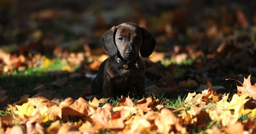 Wer mit seinem Welpen zum Herbstspaziergang startet, sollte ihn ganz genau im Blick behalten, damit er beim Spielen keine Kastanie verschluckt. Das kann lebensgefährlich sein.