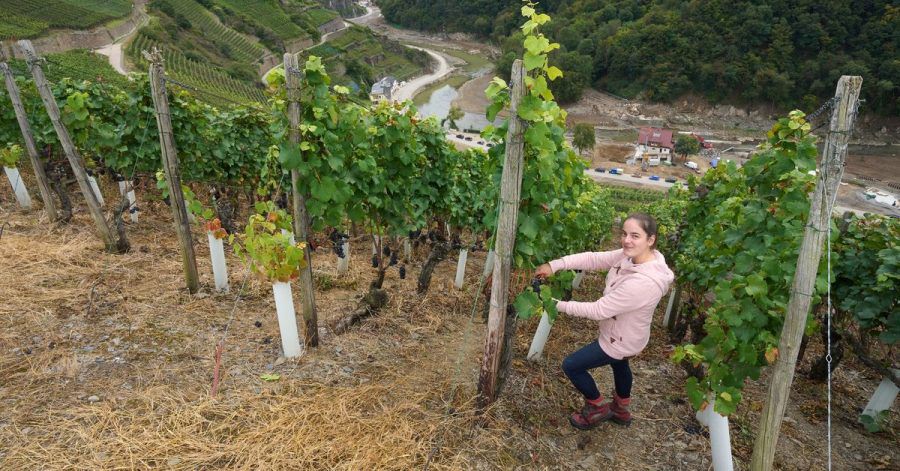 Eva Lanzerath, die gerade ihre Amtszeit als Deutsche Weinkönigin beendet hat, freut sich jedes Jahr auf die Weinlese.