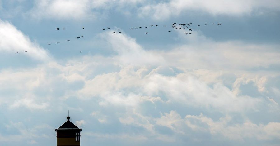 Gänse fliegen über den Pilsumer Leuchtturm.
