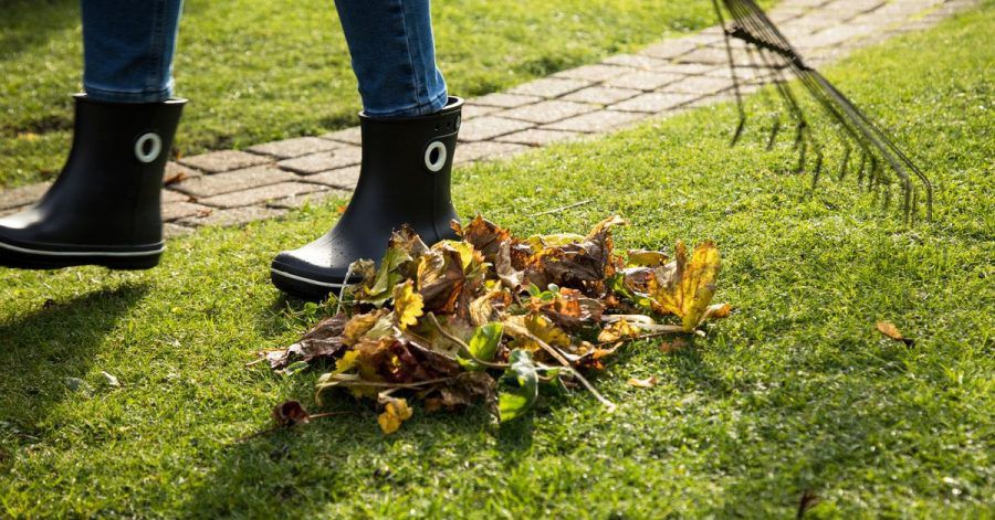 Damit der Rasen im nächsten Jahr gesund ist, sollte Laub entfernt werden. Denn bleiben die alten Blätter liegen, können die darunter liegenden Gräser faulen oder schimmeln.