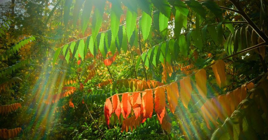 Wenn im Herbst Pflanzen an kürzeren Tagen weniger grünes Chlorophyll produzieren, verfärben sich die Blätter bunt. So wechselt auch der Essigbaum von grün auf orange-rot.