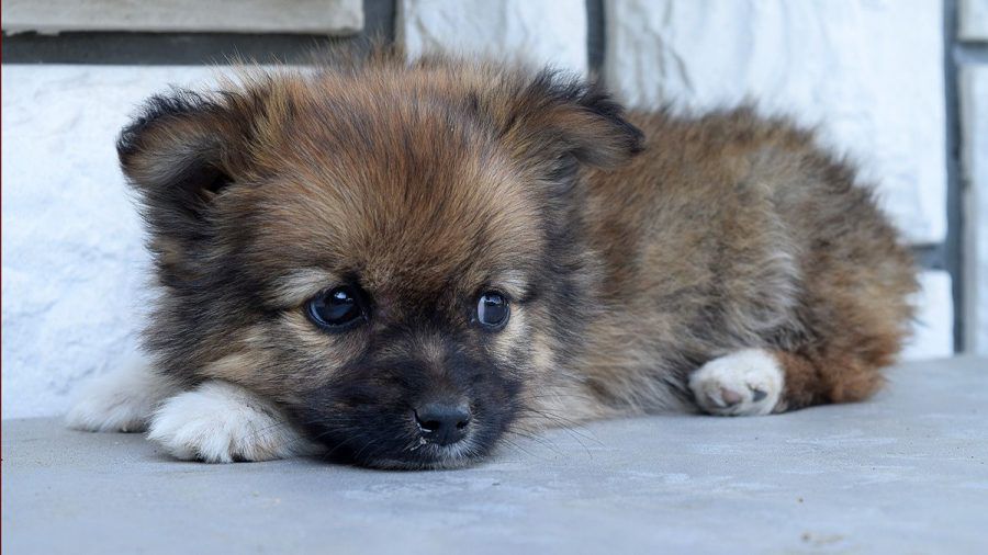 Achtung, Zeitumstellung! Tiere täglich 10 Minuten später füttern