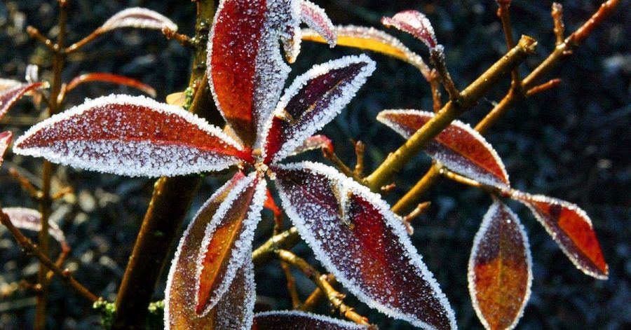 Das Erfrieren droht vielen immergrünen Gartenpflanzen im Winter nicht. Aber sie können bei Frost verdursten.