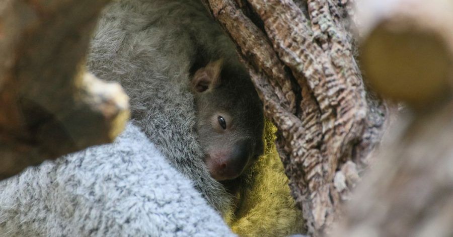 Der kleine Baby-Koala blinzelt nach über fünf Monaten zum ersten Mal aus dem Beutel seiner Mutter.