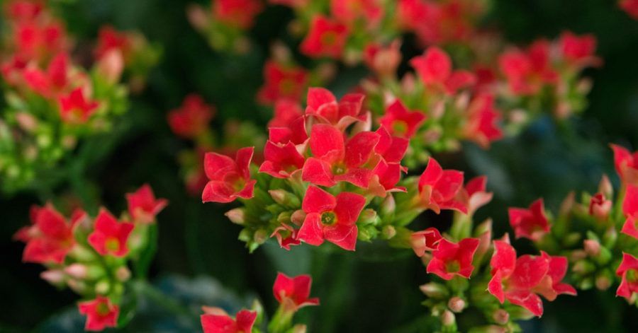 Bei dieser Pflanze kann man auch mal das Gießen vergessen: Dem Flammenden Käthchen (Kalanchoe blossfeldiana) reicht im Winter ein kleiner Wasserguß alle 14 Tage.