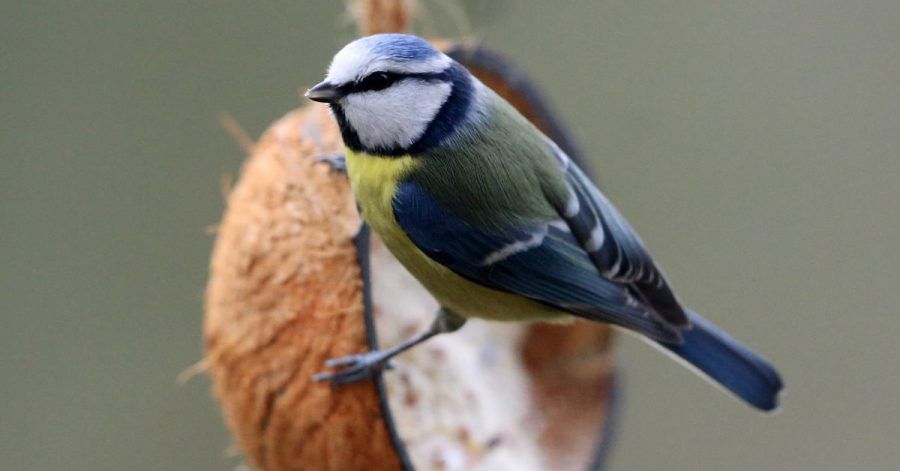 Eine Blaumeise hat bereits ihre Futterquelle für den Winter gefunden: Eine mit Vogelfutter gefüllte Kokosnuss.