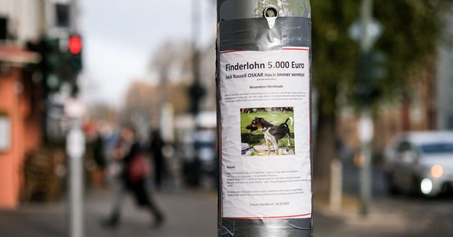 Auf einem Zettel an einem Laternenpfahl in Prenzlauer Berg wird mit einem Finderlohn nach dem vermissten Hund Oskar gesucht.