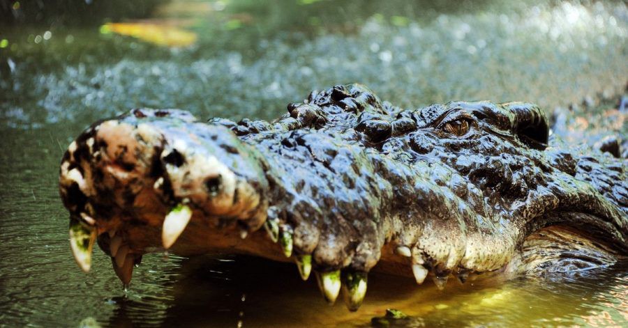 Ein Salzwasserkrokodil sperrt in Cairns, Australien, sein mit Zähnen bewehrtes Maul auf. (Symbolbild)