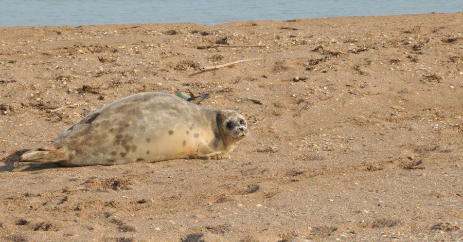Eine Kaspische Robbe liegt an der russischen Küste des Kaspischen Meers. Tierschützer haben dort in den vergangenen Wochen die Bestände gezählt. Die Tierart ist stark gefährdet.