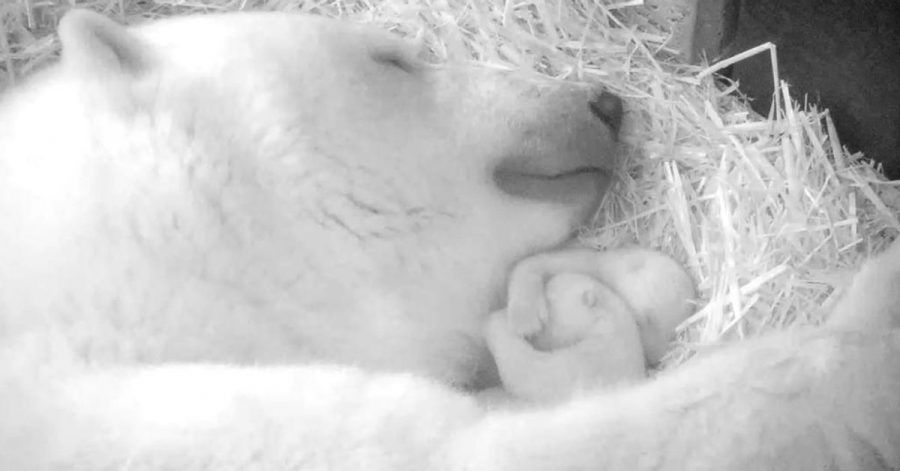 Handout vom 22.11.2021 zeigt Eisbärin Sizzel mit ihren Zwillingen in der Wurfhöhle im Polarium im Zoo.