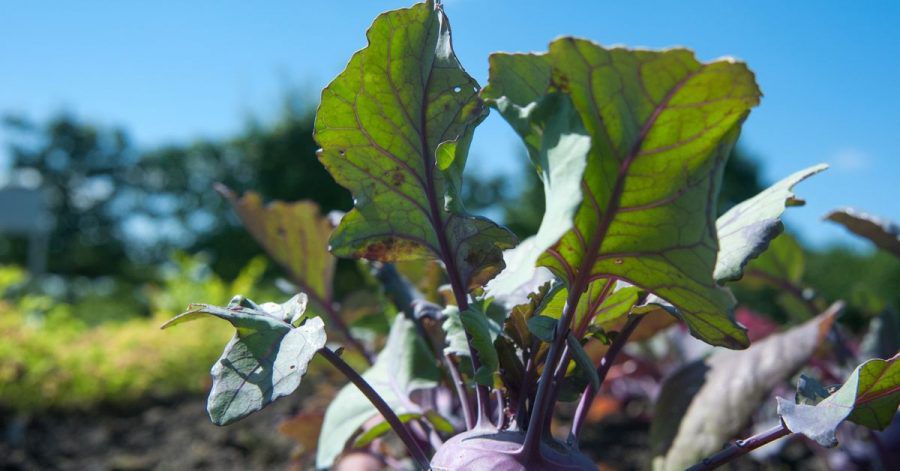 Auch im Beet hübsch anzusehen: Blauer Kohlrabi.
