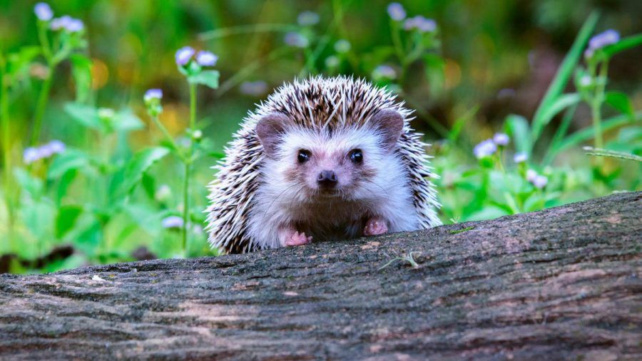 Igel lieben naturbelassene Gärten. (ncz/spot)