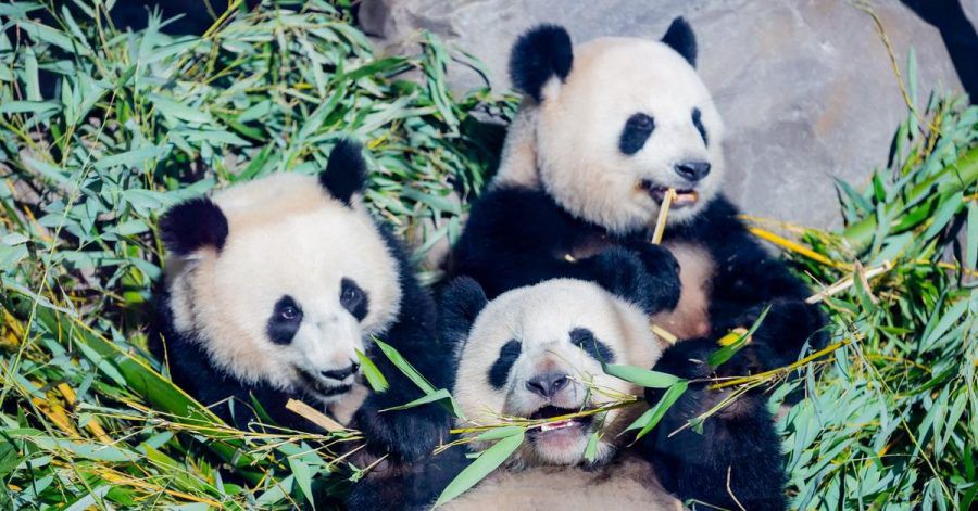 Die Panda-Zwillinge Pit (l) und Paule (unten) neben ojrer Mutter Meng Meng im Berliner Zoo.