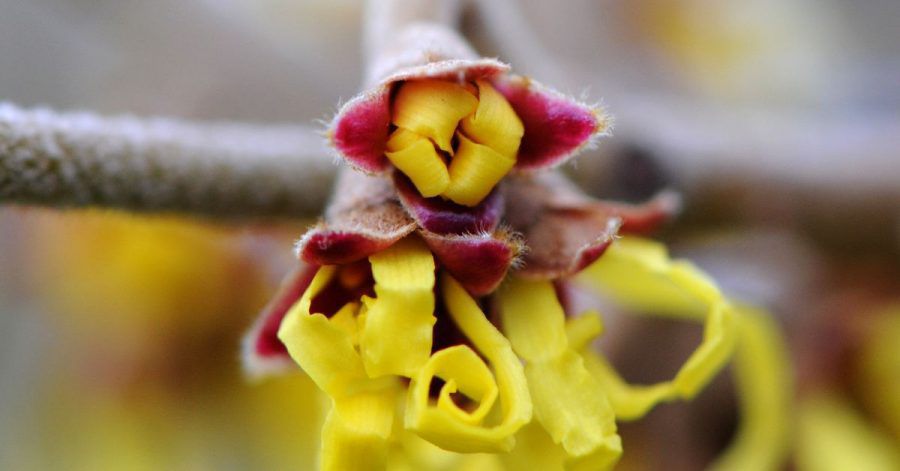 Ungewöhnliche Blüten hat die Zaubernuss. Barbarazweige haben eine lange Tradition und stellen eine Alternative zum Weihnachtsbaum dar.