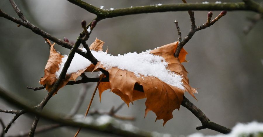 Bereits am Freitag brachte der nahende Winter etwas Schnee im Bayerischen Wald und an den Alpen. Hier ein Blatt im Englischen Garten in München.