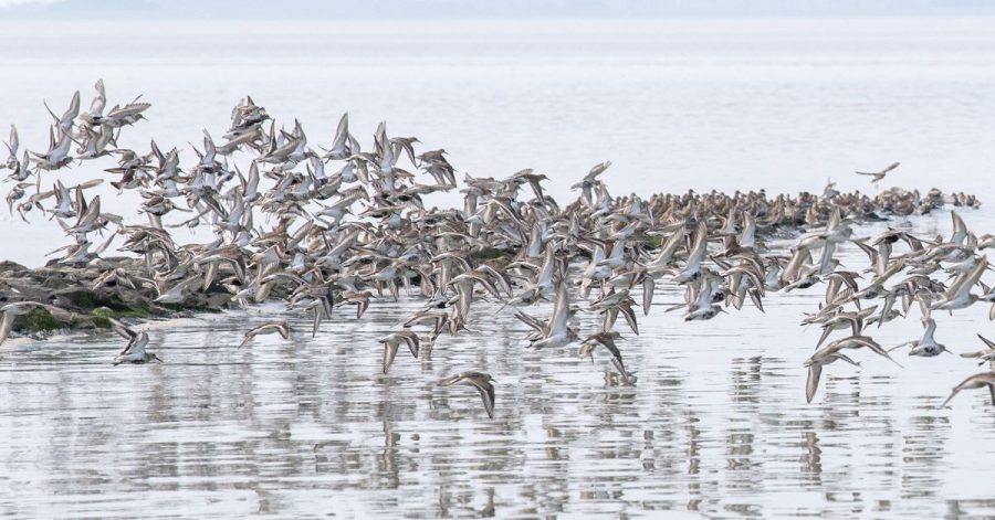 Zugvögel fliegen über das Wattenmeer der Nordseebucht Jadebusen. Mit dem Audioguide «Watt für's Ohr» kann man seine Wattwanderung fortan ergänzen.