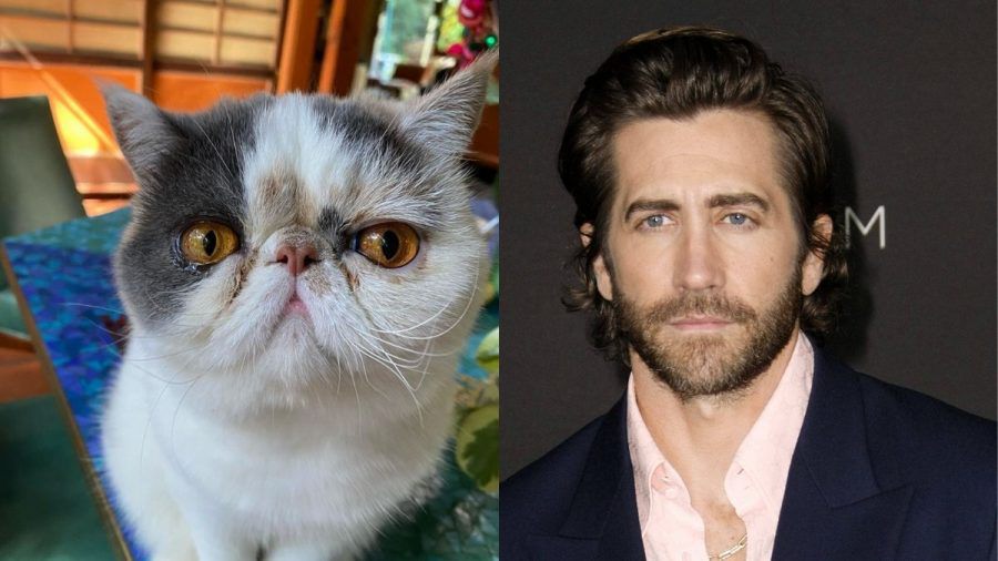 Nach Diss von Taylor Swift: Jake Gyllenhaals vermeintliche Katze bezieht Stellung!