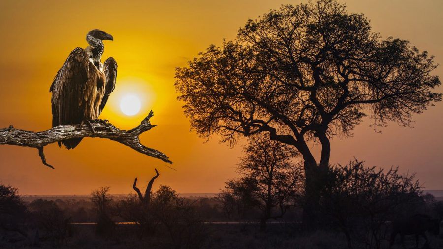Dschungelcamp - wie weiter? RTL in Südafrika oder in der Bredouille?