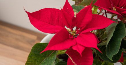 Die schönen roten Hochblätter des Weihnachtssterns halten sich lange, und danach wird aus ihm eine schöne Grünpflanze.