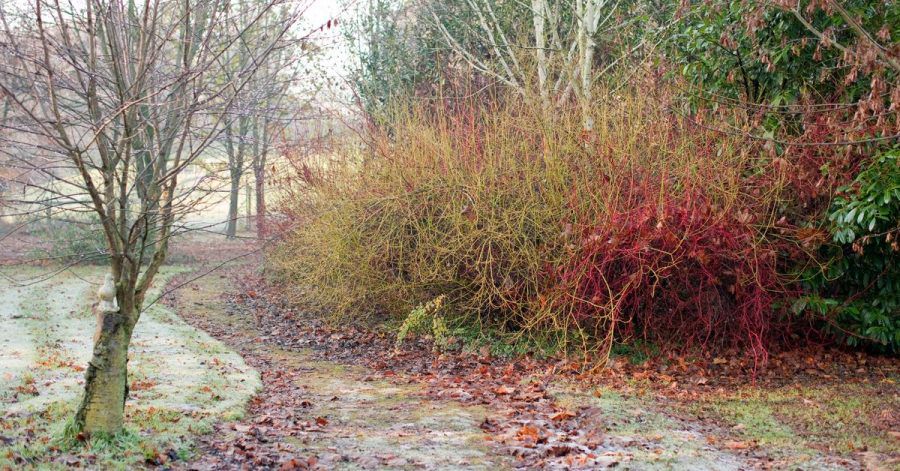 Die Rinden der verschiedenen Hartriegel-Arten und -Sorten sind auffällig eingefärbt. Der Sibirische Purpur-Hartriegel (Cornus Alba 'Sibirica') ist rot, die Triebe des Cornus sericea 'Flaviramea' sind gelb.