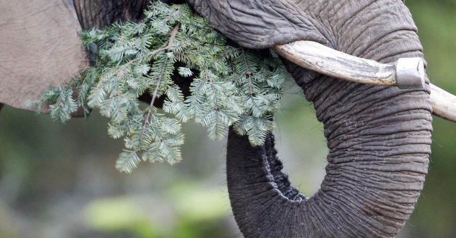 Die afrikanische Elefantendame Daisy verspeist einen Tannenbaum.