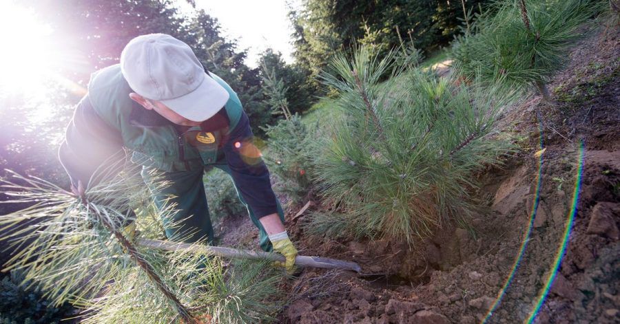 Wichtig ist beim Kauf von Weihnachtsbäumen im Topf, dass es sich dabei um Ware handelt, die für die Gartenbepflanzung geeignet ist.