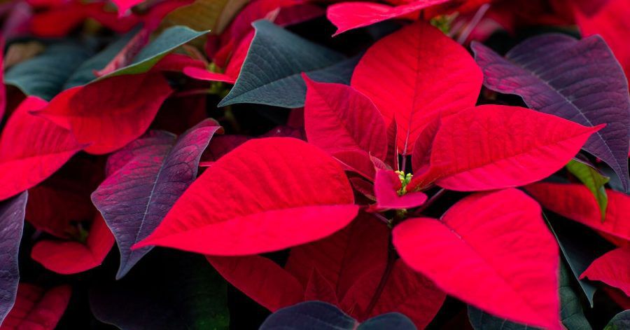 Weihnachtssterne erblühen im Winter - und sind damit perfekt für die Dekoration im Advent.