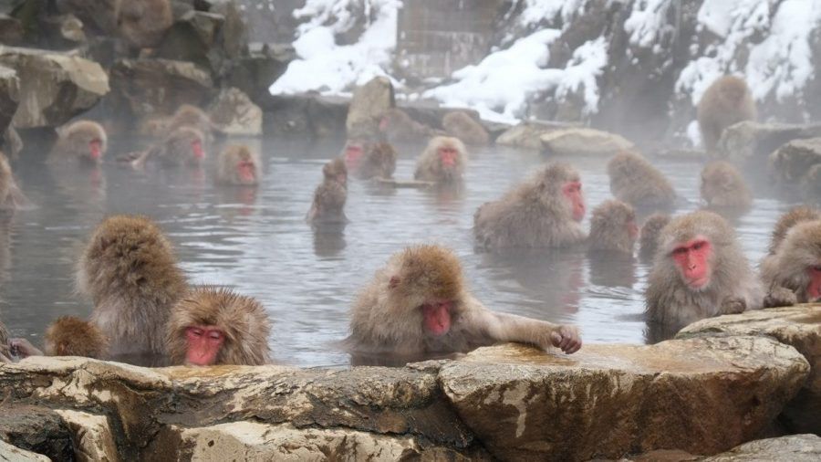 Jigokudani-Affenpark: Hier genießen die Tiere die heißen Quellen. (kms/spot)