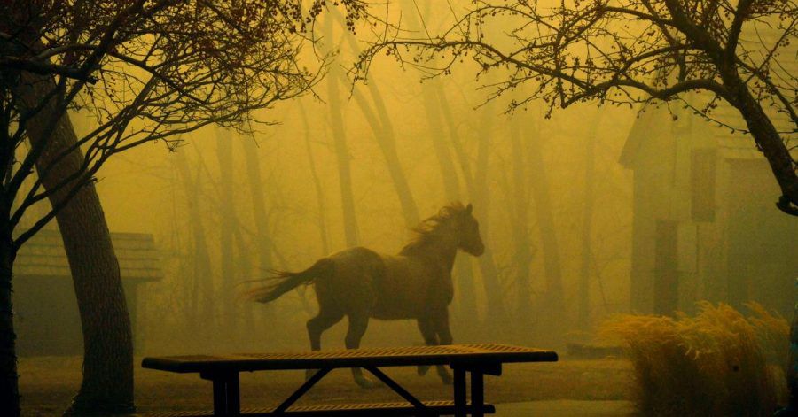Ein Pferd rennt durch den Grasso Park in Superior.