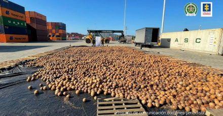 Auf diesem von der Staatsanwaltschaft zur Verfügung gestellten Bild sind Kokosnüsse zu sehen, die mit flüssigem Kokain nach Europa geschickt werden sollten.