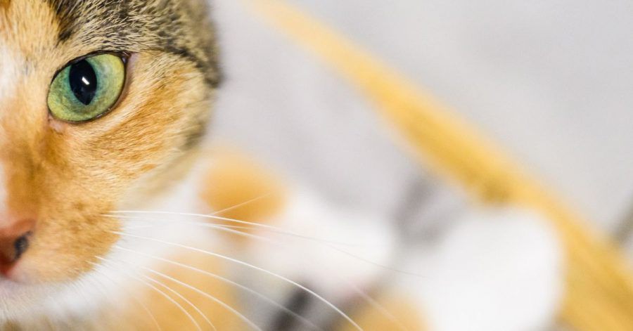 Im Netz gibt es unzählige lustige und schöne Videos von Tieren, aber nicht nur. Tierschützer fordern, dass das Verbreiten von Bildern, in denen Tiere gequält werden, bestraft werden soll.