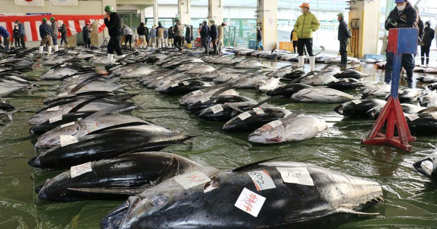 Die erste Thunfisch-Auktion des Jahres auf einem Markt in Nachikatsuura in der Präfektur Wakayama im Westen Japans.