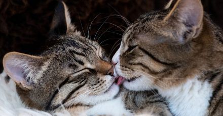 Können sich die Stubentiger gut riechen? Beim Zusammenstellen einer Katzen-WG sollte man auch auf ähnliche Temperamente achten.