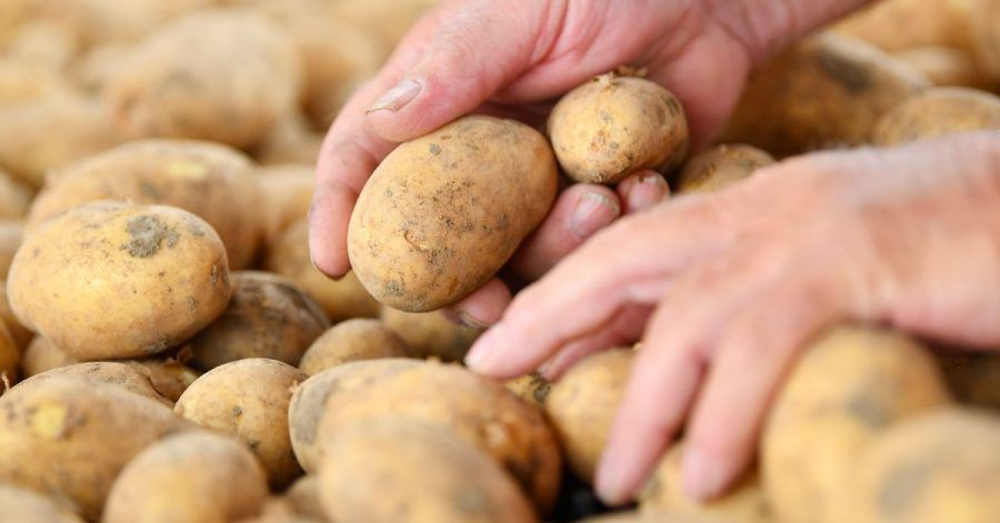 Der Verbrauch von Speisekartoffeln stieg in der Pandemie um rund drei Kilogramm pro Person.