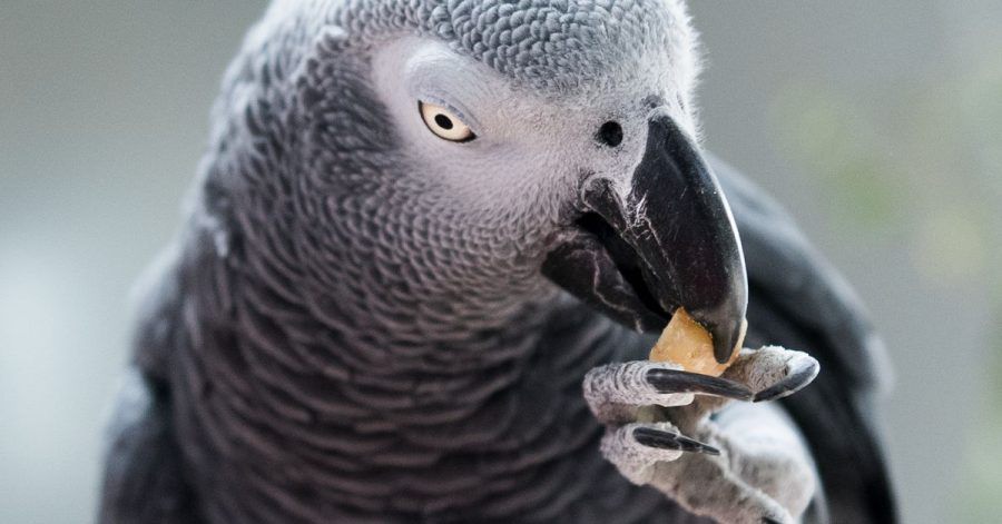 Ein Clickertraining basiert auf dem Prinzip Belohnung. Dazu sollte zuvor herausgefunden werden, was ein Leckerbissen für den Vogel ist.