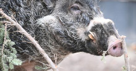 Zuchteber Cebu rüsselt an einem übrig gebliebenen Weihnachtsbaum in seinem Gehege im Zoo Landau. Das Visayas-Pustelschwein ist eine Art, die auf einer Insel der Philippinen vorkommt und vom Aussterben bedroht ist.